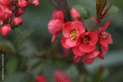 Close up of flowering of Japanese quince or Chaenomeles japonica tree in spring garden. Japanese quince Chaenomeles japonica flowering in spring. Flowering bush Japanese quince. Floral background