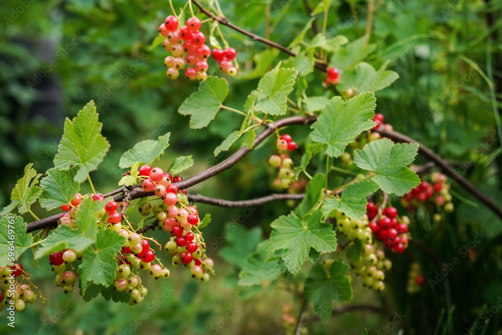 Ripening red currants growing on small garden bush, closeup detail