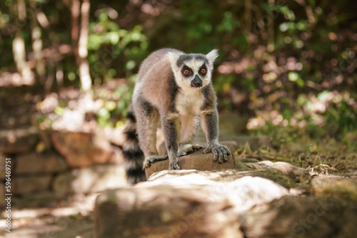 Madagascar endemic ring-tailed strepsirrhini - Lemur catta - in natural jungle habitat, walking over small rocks near tourist road. Isalo national park