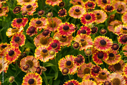 Orange yellow red vibrant helenium sneezeweeds flowers growing in garden, closeup detail photo