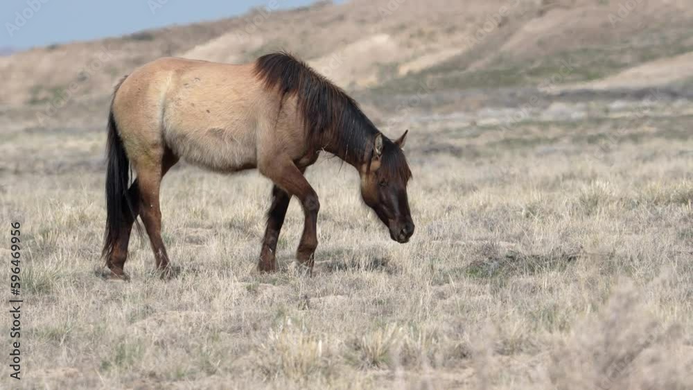 Single horse from the South group of the Onaqui wild horse herd in the West desert of Utah walking through the landscape. Single horse from the South group of the Onaqui wild horse herd in the West desert of Utah walking through the landscape.