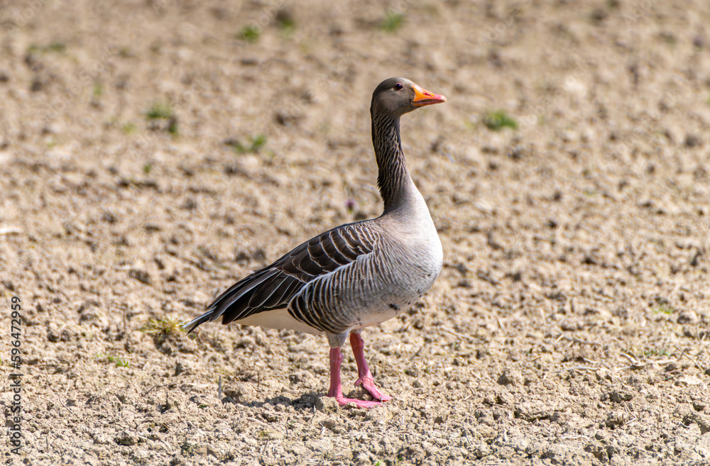 Greylag Goose, anser anser, a wild goose Greylag Goose, anser anser, a wild goose