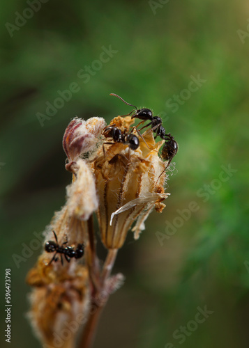 Harvesting ants looking for seeds photo