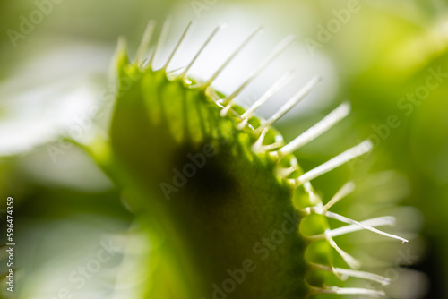 Closeup Venus flytrap ,Insectivorous plants ,Low Giant ,Dionaea muscipula ,needle-like-teeth ,venus fly catcher ,Cook's Carnivorous