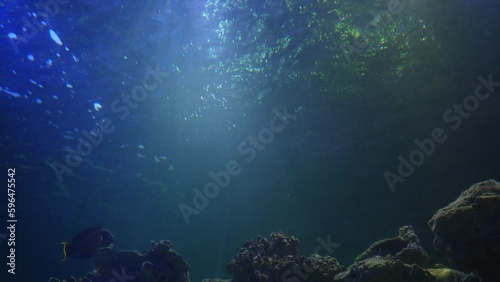 Wallpaper Mural Large sharks swim slowly in the Atlantic Ocean. View from below through the sun's rays breaking through the water. A beautiful picture of underwater life with predatory and dangerous fish. Torontodigital.ca