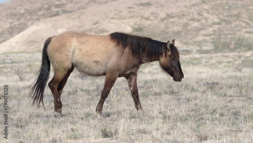 Wallpaper Mural Wild horses walking through the Utah Desert from the South group of the Onaqui herd. Torontodigital.ca
