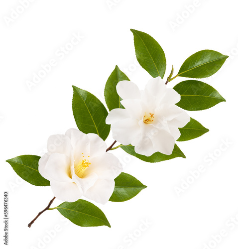 camellia branch with flowers
