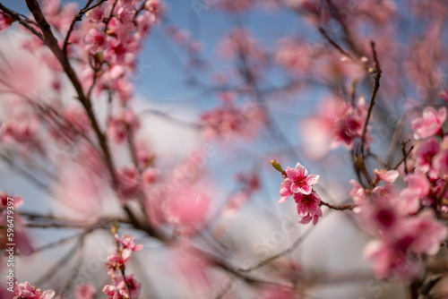 Pfirsichblüte im Obstgarten