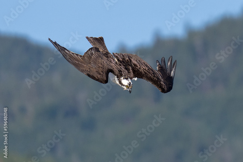 Osprey flying diving in flight