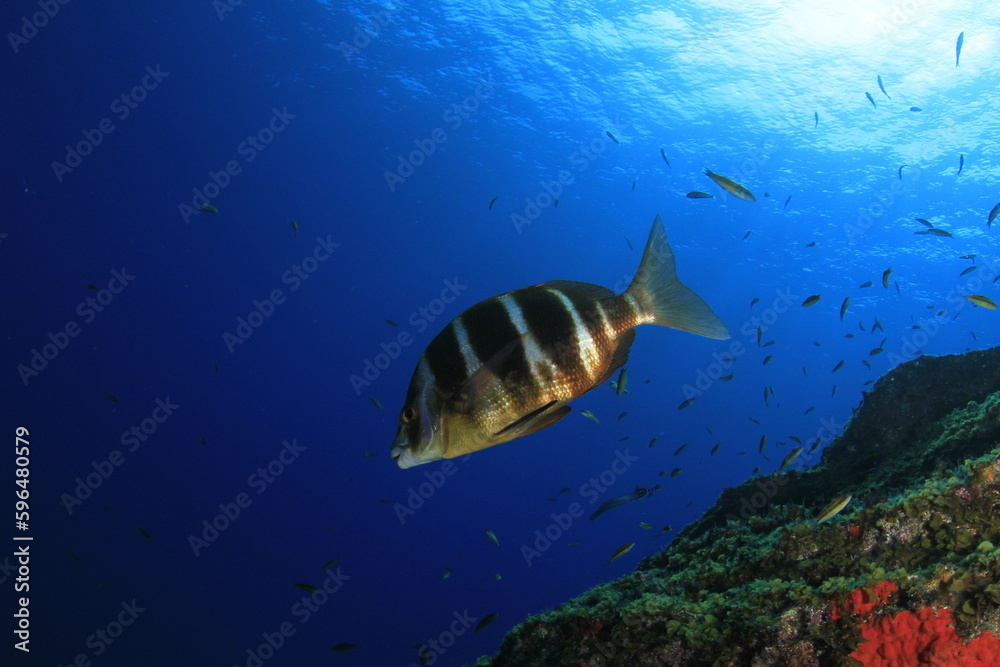Fototapeta premium A silver bream fish with thick brown stripes on its dorsal, sails placidly over the algae-covered reef in the blue ocean. 