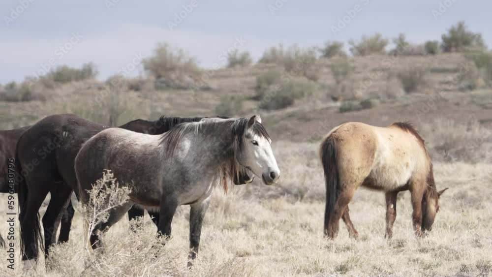 Horses from the South group of the Onaqui wild horse herd in the West desert of Utah. Horses from the South group of the Onaqui wild horse herd in the West desert of Utah.