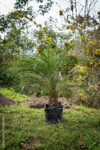 Small palm tree to be planted in the field