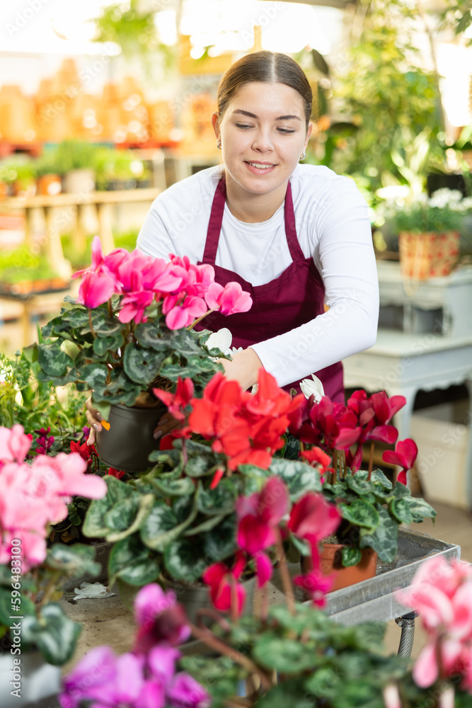 in flower shop, woman worker intently examines Cyclamen petals