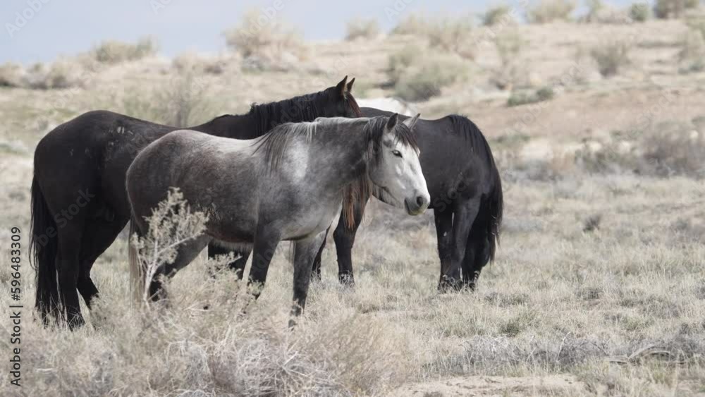 Horses from the South group of the Onaqui wild horse herd in the West desert of Utah. Horses from the South group of the Onaqui wild horse herd in the West desert of Utah.