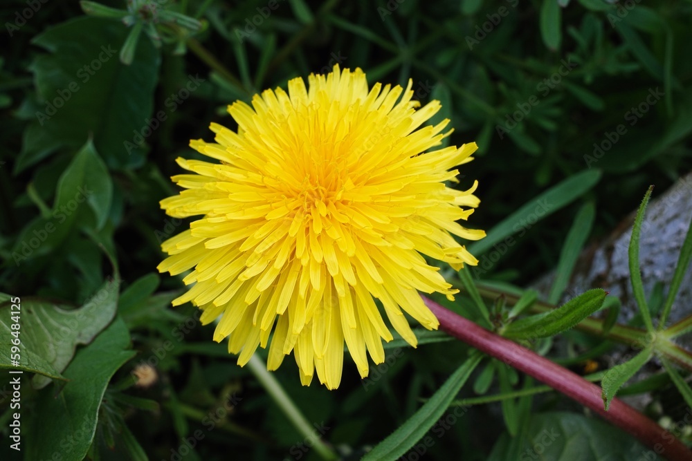 Gelbe Löwenzahn Blüte vor unscharfem Hintergrund Gelbe Löwenzahn Blüte vor unscharfem Hintergrund