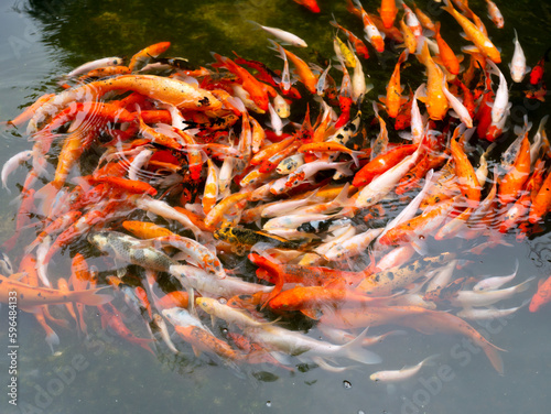 Koi fish, specifically nishikigoi (Cyprinus rubrofuscus), colorful decorative fish in an artificial pond