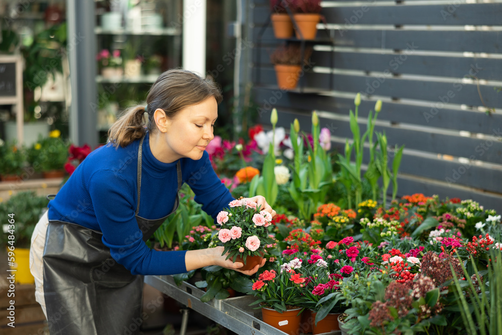 Female gardener tending to potted chamomile in container garden