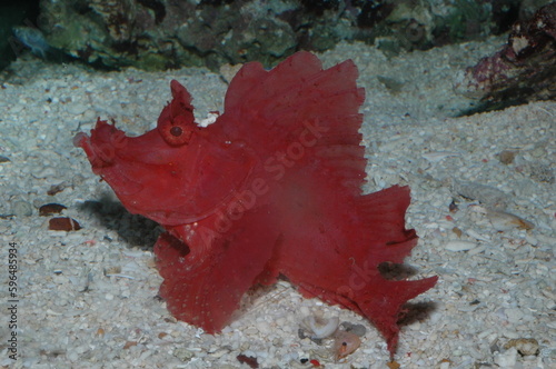 Red rhinopias eschameyeri weedy scorpionfish closep in the bottom of a sea photo