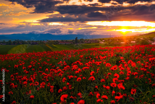 Spring landscape with red poppy field in the sunset   Armenia 