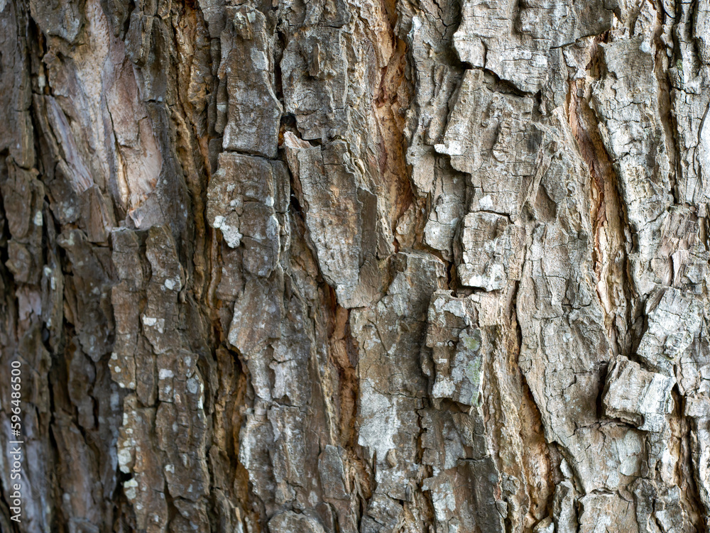 Munggur, Trembesi, Rain Tree (Samanea saman) tree bark, natural wallpaper and background Munggur, Trembesi, Rain Tree (Samanea saman) tree bark, natural wallpaper and background