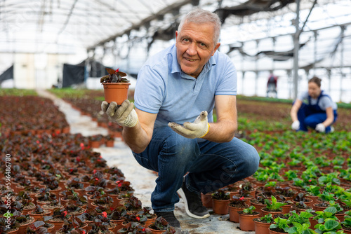 Adult man gardener holding flower pot with fresh peppermint in greenhouse