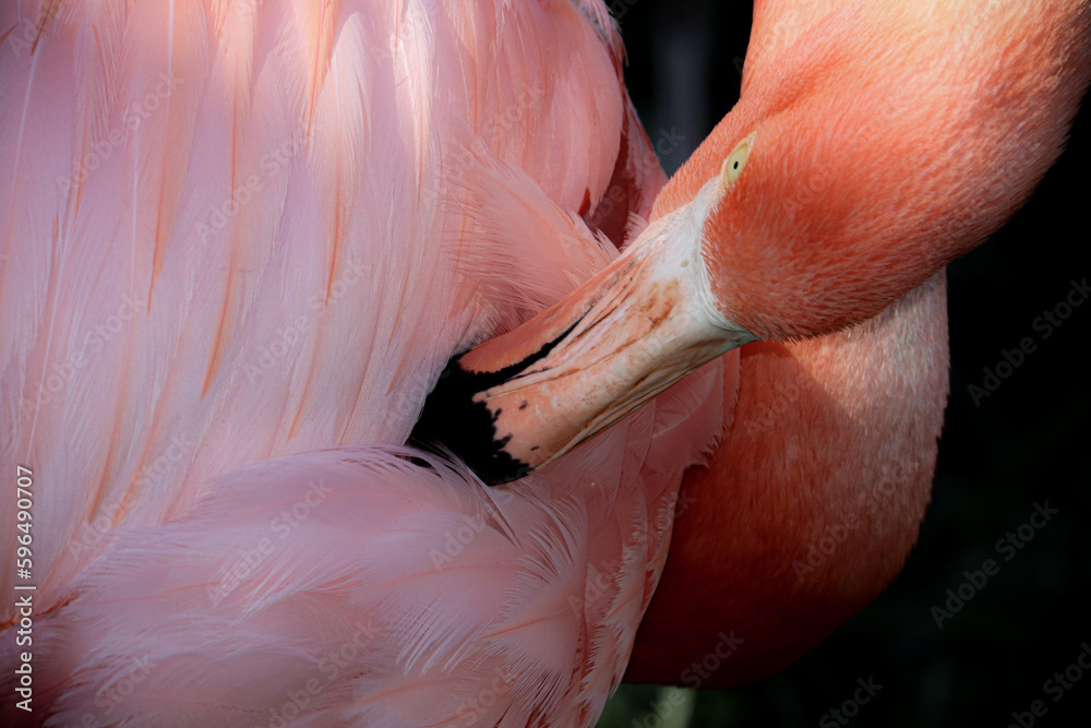 Fototapeta premium Flamingos with feathers beaks both orange and pink