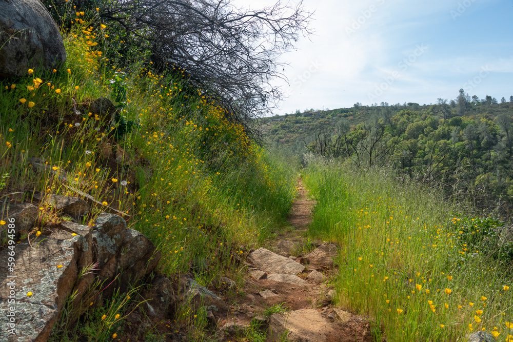 Orange California Poppies Along the South Fork of the American River Trail, California Orange California Poppies Along the South Fork of the American River Trail, California