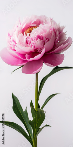 Vertical peony banner with a single vibrant pink bloom on a white background. AI-generated image 