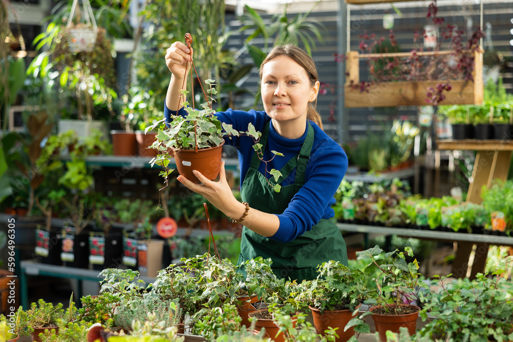 Fototapeta premium Female gardener tending to potted ivy in container garden