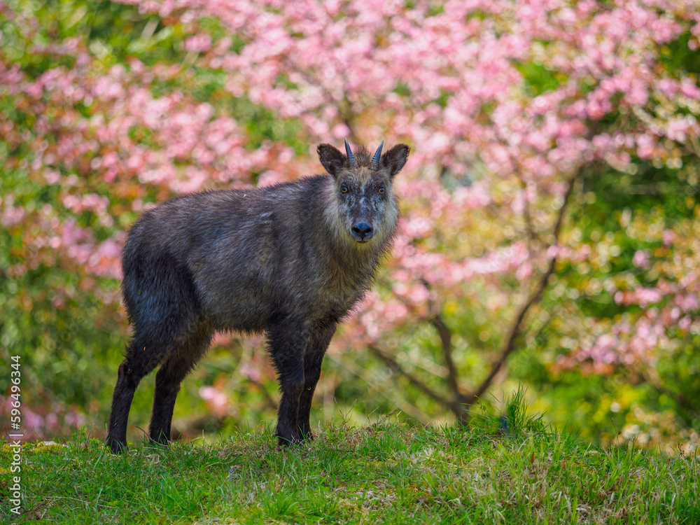 Fototapeta premium ニホンカモシカ