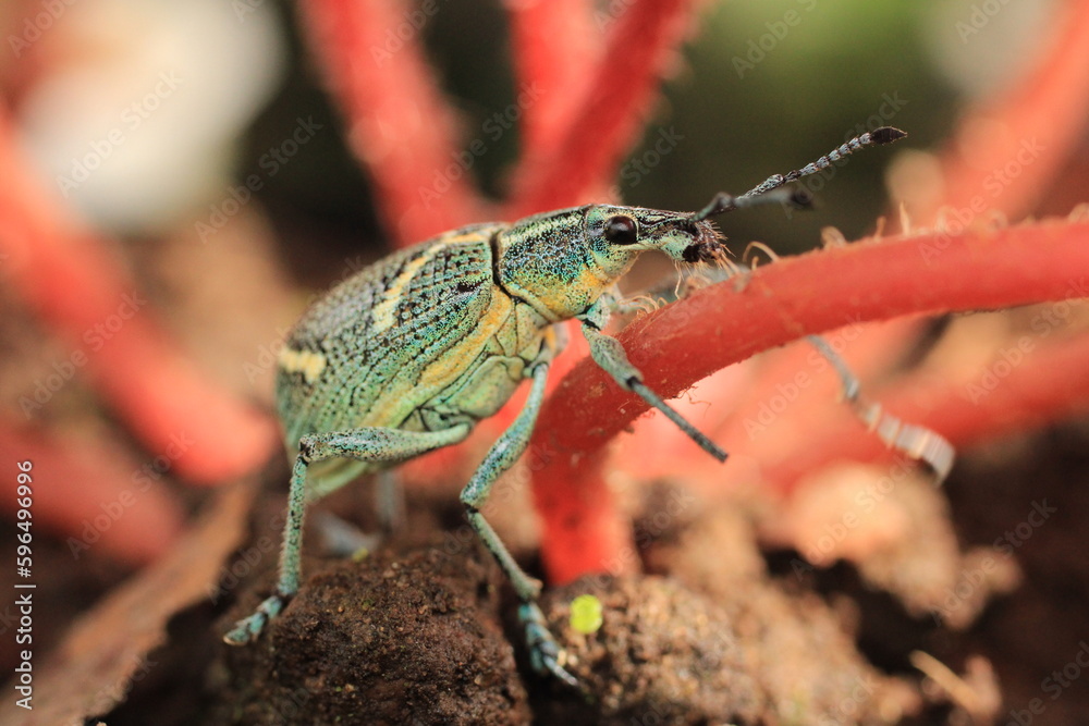 Fototapeta premium escarabajo 