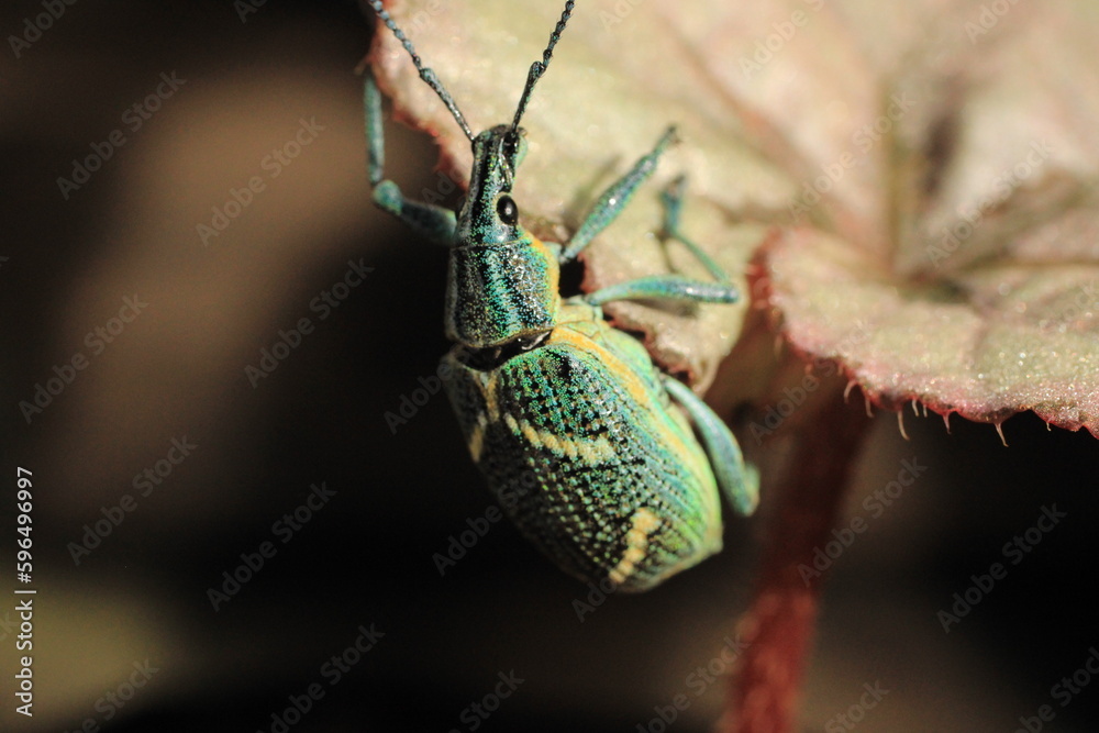 Naklejka premium escarabajo