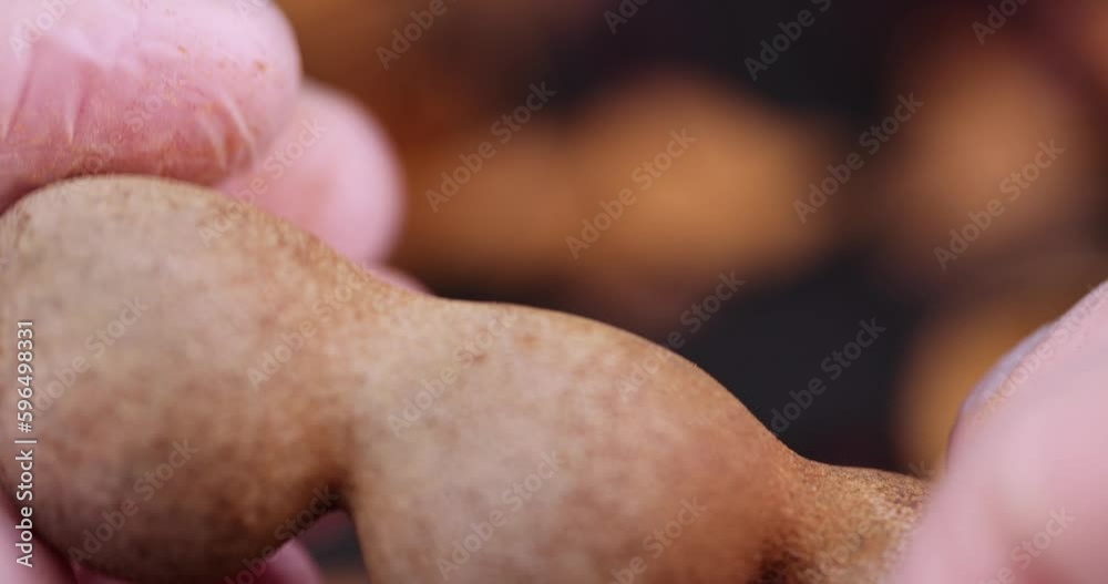rotate a fresh tamarind fruit with your hand while cooking, a close-up of a tamarind in the kitchen rotate a fresh tamarind fruit with your hand while cooking, a close-up of a tamarind in the kitchen