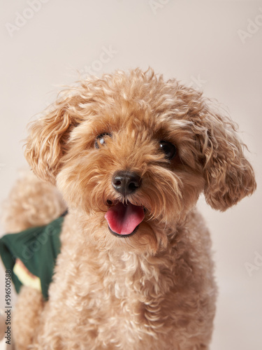 poodle on a beige background. curly dog in photo studio. Maltese, poodle