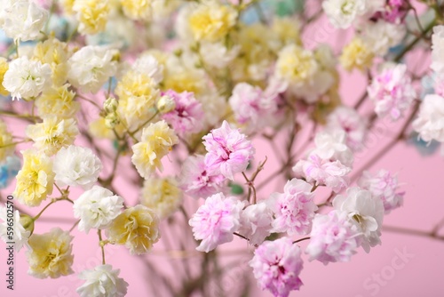 Beautiful dyed gypsophila flowers on pink background  closeup