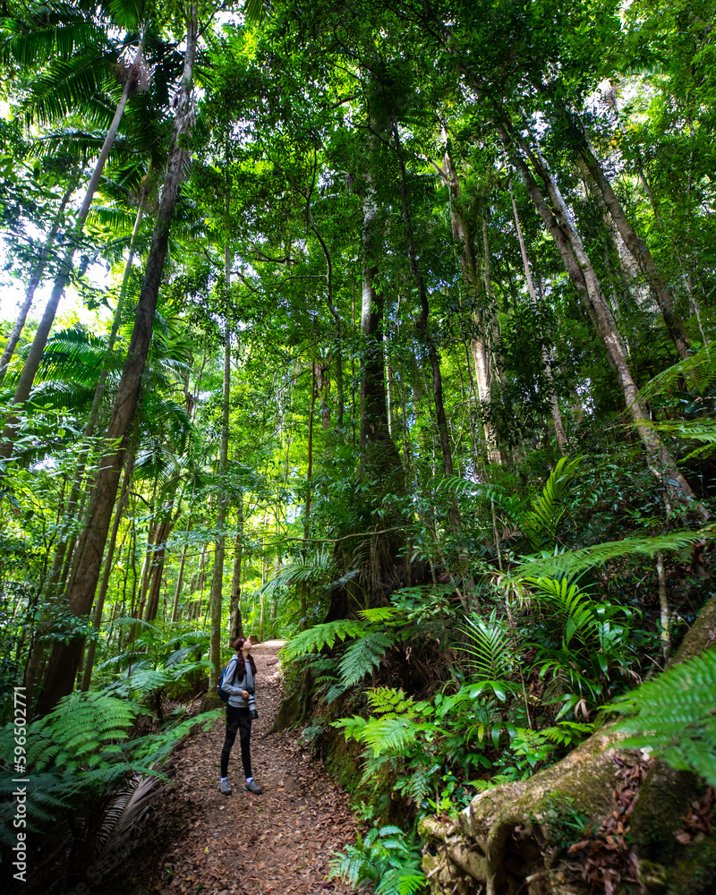 Long haired girl with a backpack walks in magical green lush stunning rainforest - D'Aguilar National Park (Maiala trail) near Brisbane, Queensland, Australia Long haired girl with a backpack walks in magical green lush stunning rainforest - D'Aguilar National Park (Maiala trail) near Brisbane, Queensland, Australia