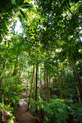 path leading across beautiful unique lush rainforest in D'Aguilar National Park, Brisbane, Quensland, Australia