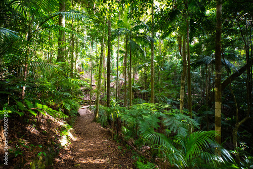 path leading across beautiful unique lush rainforest in D Aguilar National Park  Brisbane  Quensland  Australia