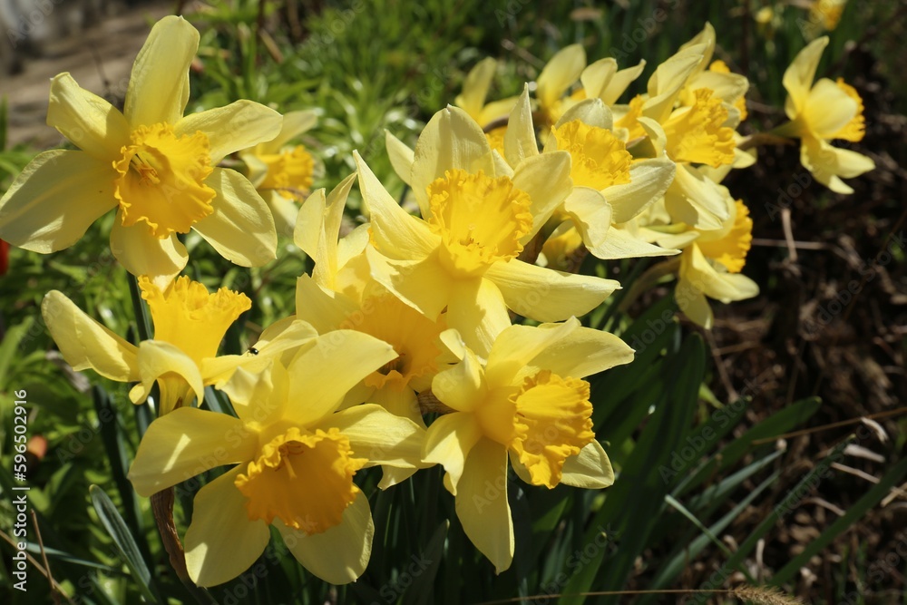 Fototapeta premium Beautiful yellow daffodils growing outdoors on spring day