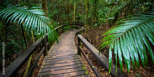 Wooden footbridge leading across unique lush rainforest in D'Aguilar National Park, palms in rainforest. Brisbane, Quensland, Australia photo