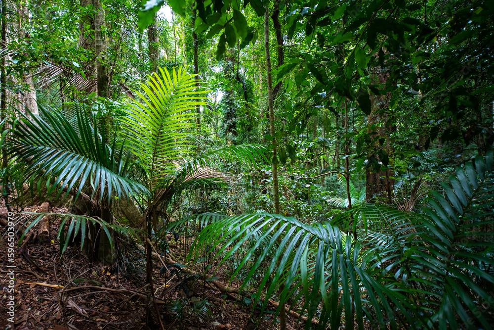 Beautiful unique lush rainforest in D'Aguilar National Park, palms in rainforest. Brisbane, Quensland, Australia Beautiful unique lush rainforest in D'Aguilar National Park, palms in rainforest. Brisbane, Quensland, Australia