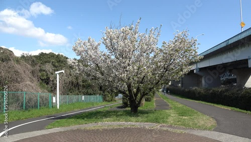 東京　夢の島緑道公園　桜　2023年 photo