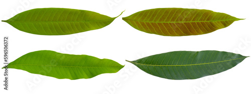 Green mango leaf isolated on white background.
