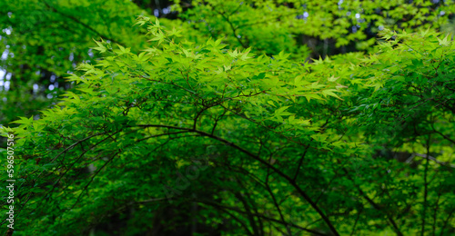 日本の滑川渓谷に見られる新緑のモミジの葉と木漏れ日