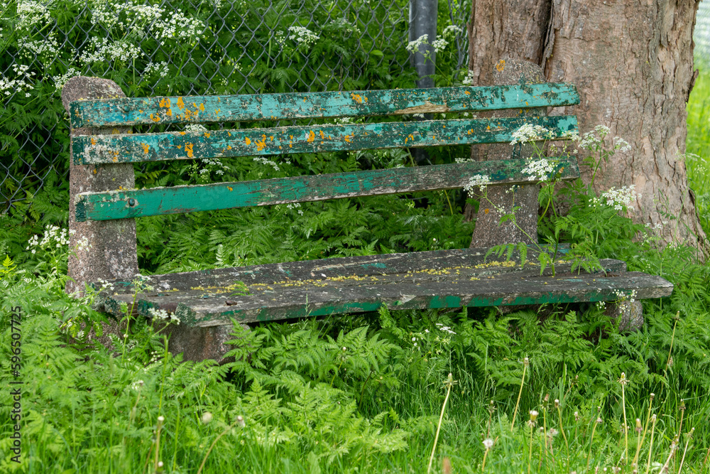 Naklejka premium An old worn and weathered wooden park bench with green paint peeling off the wood boards next to a large trunk of a maple tree. The lush green grass and weeds surrounding the seat are overgrown. 