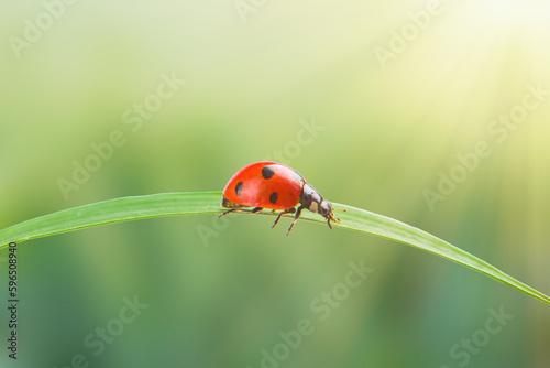 seven-spotted ladybird on green leaf with sunshine background.