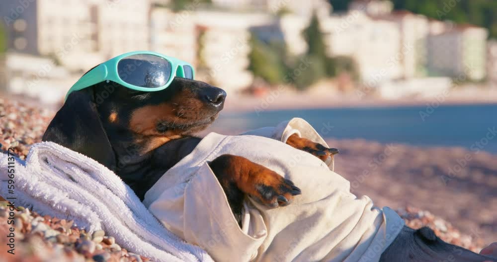 Dog in sunglasses lies on beach sunbathing in sun trying to relax nervous fussing. Guilt while on holiday workaholic on vacation. Dachshund puppy sand towel resting. Restart burnout