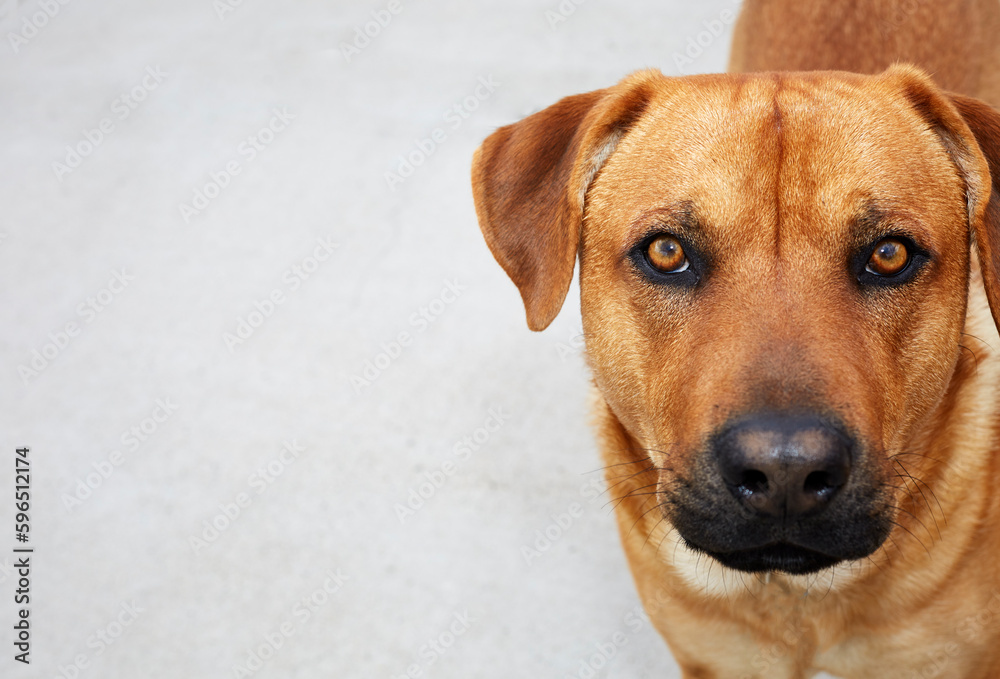 Mixed Breed Dog looking at the camera