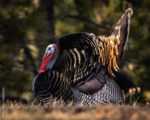 Close up of Merriam's tom turkey (Meleagris gallopavo) standing broadside in full strut Colorado, USA 