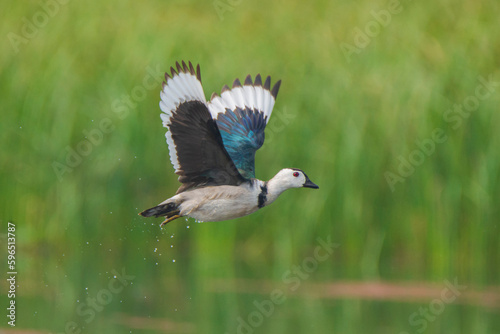 Cotton Pygmy-goose on green background